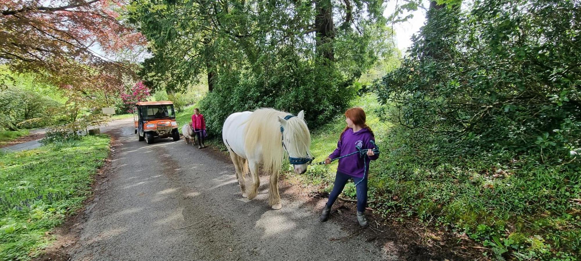 No 4 Trelawney Apartment - Onsite Bar - Restaurant - Horse Riding Menheniot Exterior photo